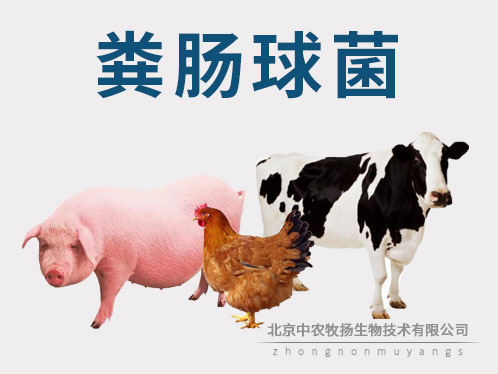 糞腸球菌