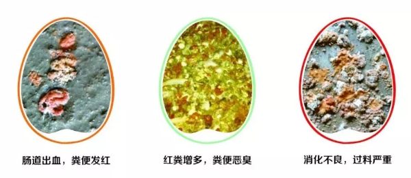 雞拉紅糞，怎么辦？