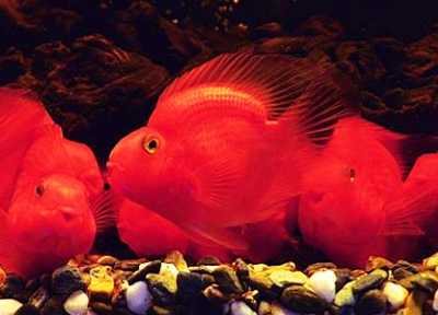 觀賞魚場(chǎng)解決方案