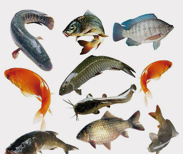 魚類