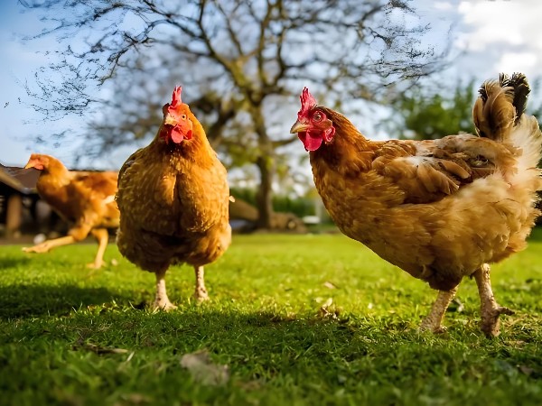 海蘭褐蛋雞科學飼養指南：解鎖盈利密碼
