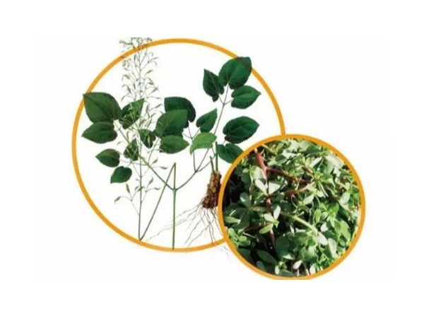 一起了解植物提取物在養殖中的應用特點