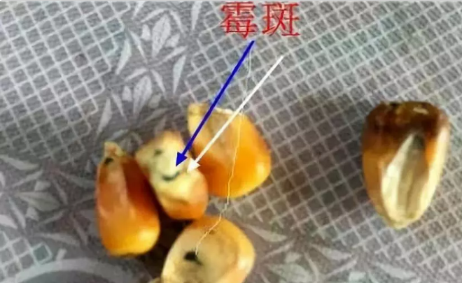 蛋雞使用新玉米導致每天損失十幾只，原來是霉菌破壞了肝！