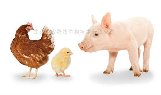 中農牧揚