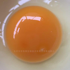 內頁雞蛋