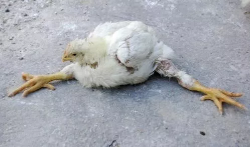 身體中毒