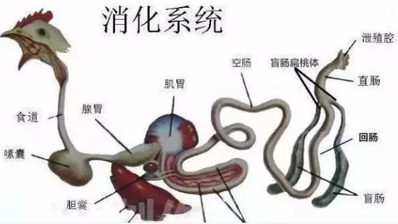 雞腸炎的原因和解決方案